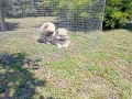Женски Померани.Реални снимки от 04.05.2026 г., снимка 1