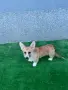 Уелско Корги Пембрук, снимка 1