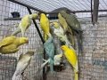 продавам малки александри, снимка 2