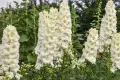 Delphinium ‘Sentinel Garden Creme’ (Делфиниум ‘Сентинел Гардън Крем’), снимка 2
