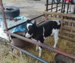 телета на различна възраст, снимка 3