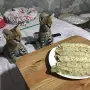 Предлагат се котки от породата сервал, каракал и савана., снимка 5