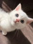 Британски късокосмести котенца, снимка 3