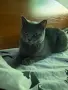 Продавам женска синя британска късокосместа котка , снимка 6