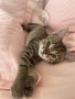 Котенце , снимка 4