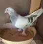 Гълъби  мардини , снимка 4