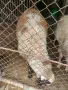 Продавам мъжко агне, снимка 3