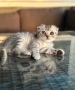 Мъжко шотландско клепоухо сребърно котенце , снимка 6