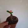 Стайно Цвете Исусов Венец, снимка 13