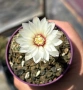 Кактус Gymnocalycium Sp Бял цвят, снимка 2