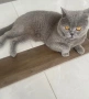 Британска котка, снимка 3