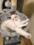 Ragdoll Cats / Регдол котенца , снимка 9