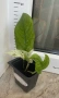 Epipremnum Pinatum Marble, снимка 3