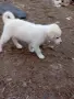 Подарявам дворни кученца, снимка 3