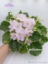 Сортова сентполия, снимка 5