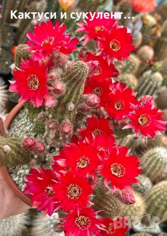Кактус вид Chamaecereus Hybrid червен цвят 