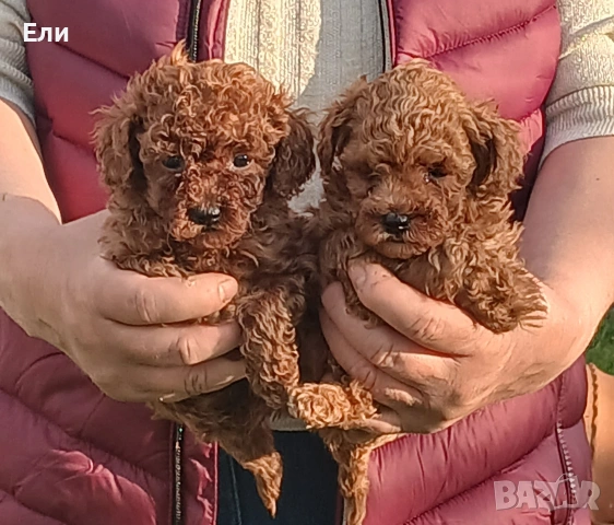 Той пудел момченца