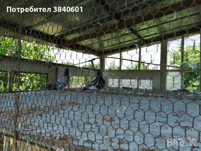 3 бели сатинета, снимка 3 - Гълъби - 54794269