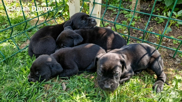 продавам кученца кане корсо , снимка 2 - Кане корсо - 54979573