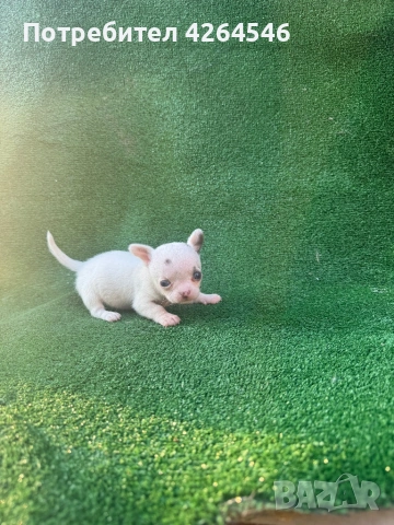 Мини момче свободен за разплод, снимка 3 - Чихуахуа - 54102816