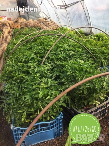 Готов разсад ранни домати краставици ягоди, снимка 3 - Разсади - 53942089