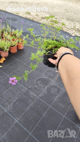 Вербена канадска 'Хоумстед Пърпъл', Verbena canadensis Homestead Purple, снимка 6 - Градински цветя и растения - 55135938