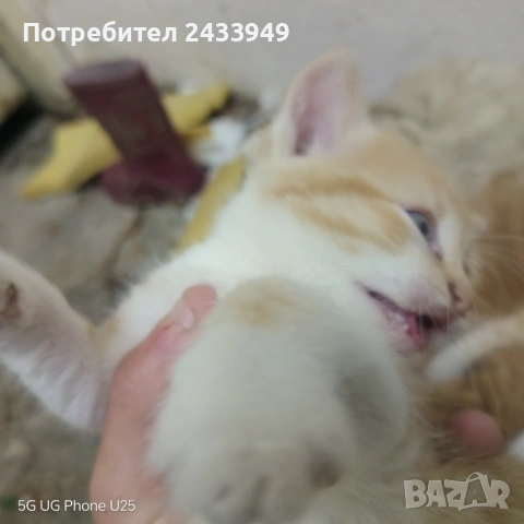 Подарявам пет котета, снимка 5 - Други - 54512763