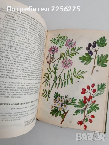 Нашите лекарствени растения ( част 1 ), снимка 3 - Специализирана литература - 54752162