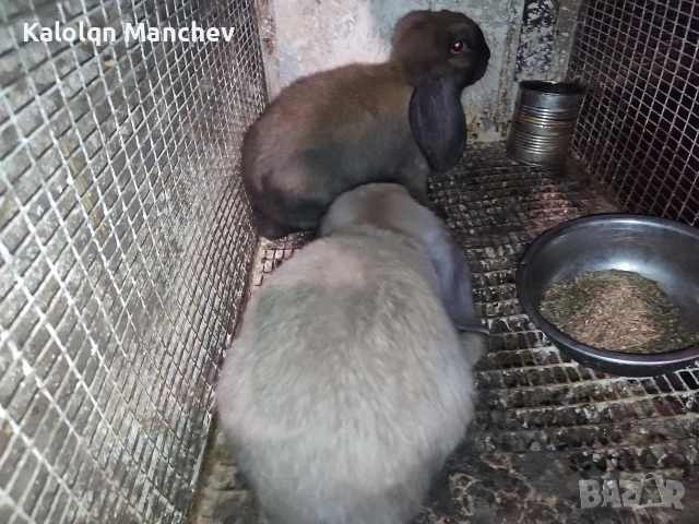 кочовати зайци за разплод мъжки на 3 месеца+цена 60евро, снимка 2 - Декоративни зайчета - 54896630