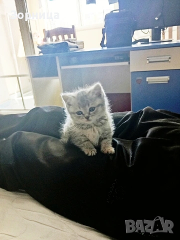 Британско коте, снимка 15 - Британска късокосместа - 54330863