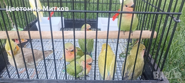 Папагали корели и неразделки , снимка 4 - Папагали - 55167000