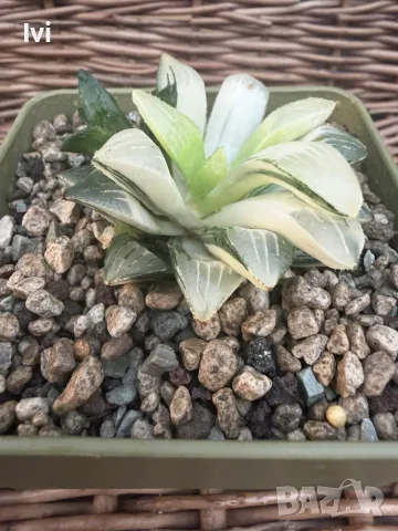 Рядка Вариегатна Хавортия (Haworthia retusa f. variegata) – Колекционерска, снимка 4 - Стайни растения - 55541597