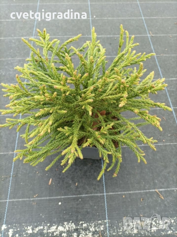 Cryptomeria japonica (Криптомерия / Японски кедър)