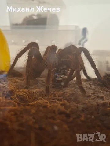 Продавам мъжка Theraphosa blondi