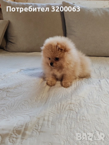 Померан женско мини размер , снимка 12 - Померан - 54113214