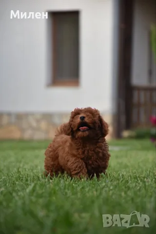 Той пудел Toy poodle, снимка 4 - Пудели - 55006000
