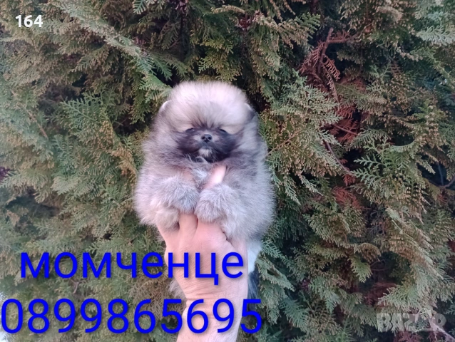 Мъжки и женски Померани. Реални снимки ! Различни възрасти !!!, снимка 7 - Померан - 53988372