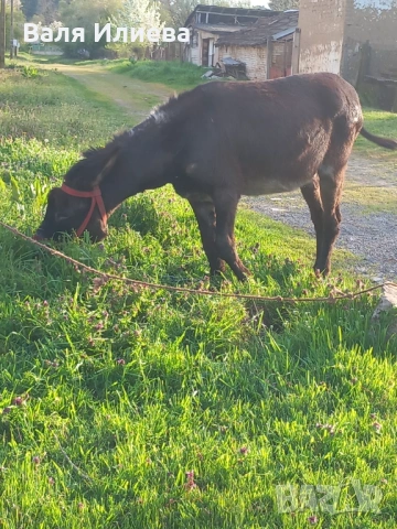 Магаре, снимка 4 - Други - 54219861