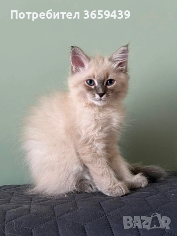 Невска маскарадна котка , снимка 4 - Други - 55002921