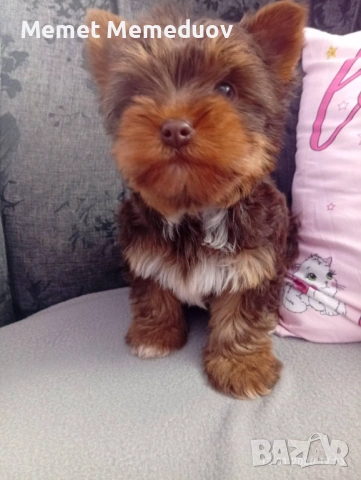 Йорки последното момченце за мераклии, снимка 5 - Йоркширски териер - 54056265