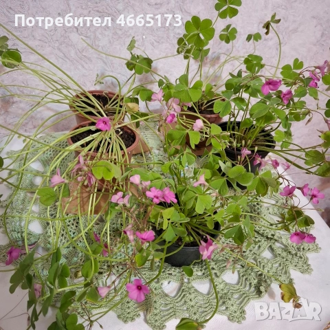 Оксалис /Детелина Бяла и Розова , снимка 10 - Градински цветя и растения - 54510708