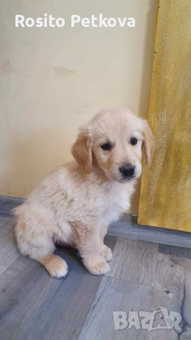 чистокръвни Голдън ретривъри, снимка 2 - Голдън ретривър - 54030338