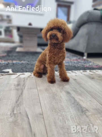 Той пудел/ЗА КАПАРИРАНЕ!, снимка 8 - Пудели - 54213978