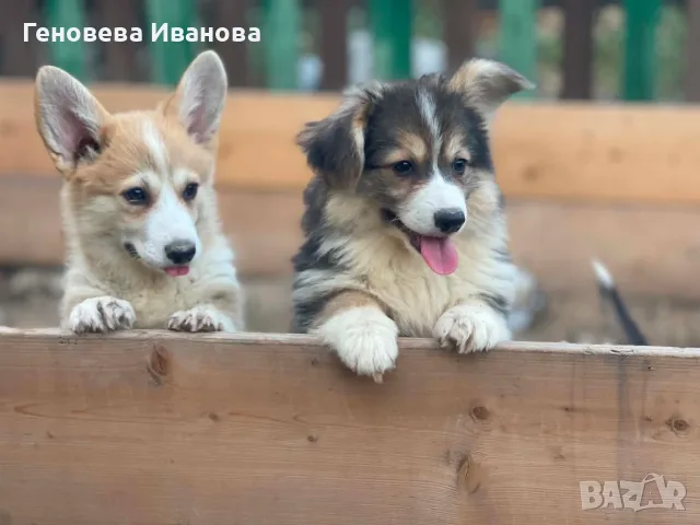 Уелско корги пембрук-транспорт Варна 15.08, снимка 6 - Други - 55517205