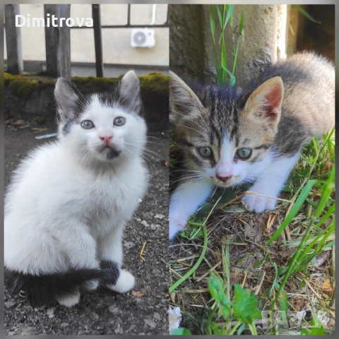 Котета търсят дом