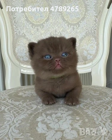 Кафява Британска Късокосместа, снимка 7 - Британска късокосместа - 54125356