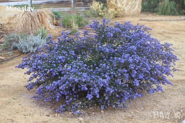 Калифорнийски люляк, снимка 3 - Градински цветя и растения - 54133466