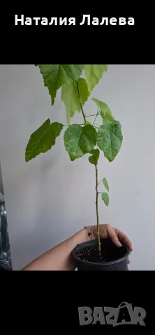 Абутилон, Abutilon Victorian Lady, снимка 4 - Стайни растения - 55610515