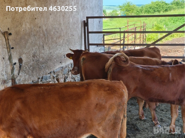 Телета за до отглеждане., снимка 4 - Крави - 54722451