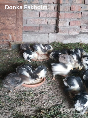 Пилета ,, Брама XX "" , снимка 2 - Кокошки и пуйки - 54316021